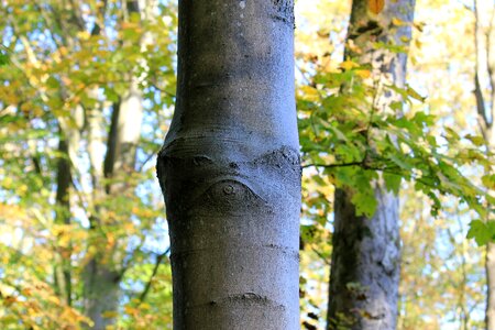 Nature bark figure photo