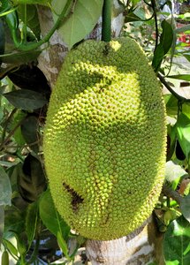 Fruit tropical fruit of the poor