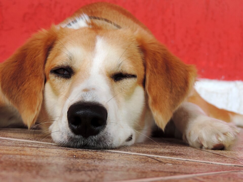 Canine animals animal