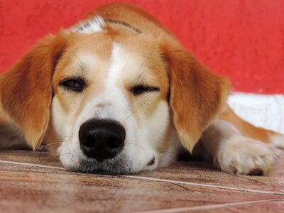 Canine animals animal