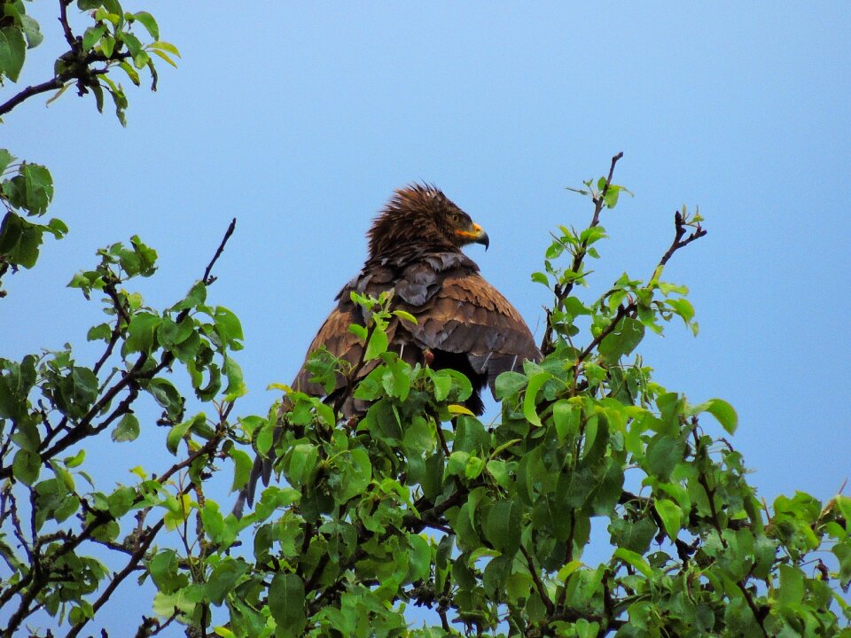 Eagle spotted eagle raptor