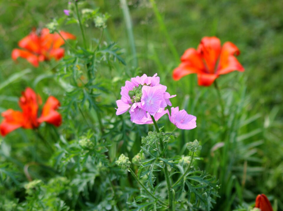 Plant garden plant nature