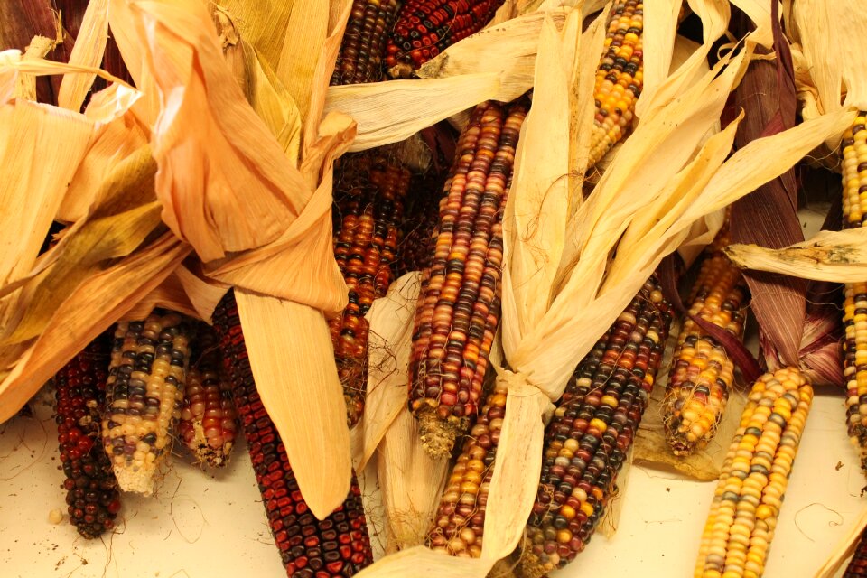 Indian fall harvest