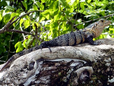 Yellow black costa rica photo