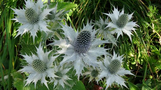 Nature plant prickly