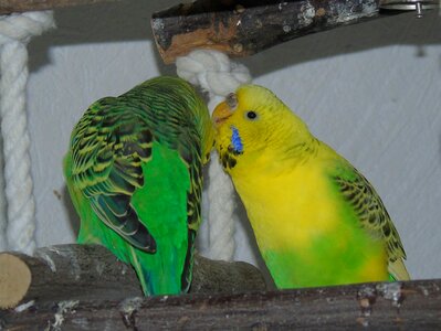 Yellow green crawl