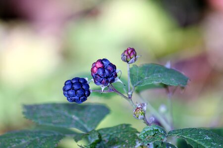 Autumn berry closeup