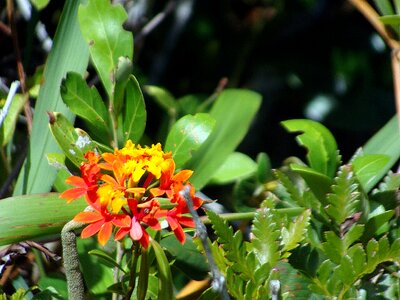 Flower native south america