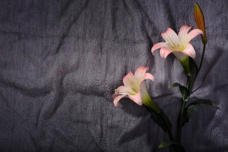Summer blooming