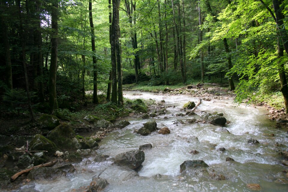 Nature hiking trees