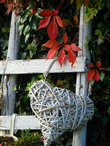 Autumn garden colors of autumn