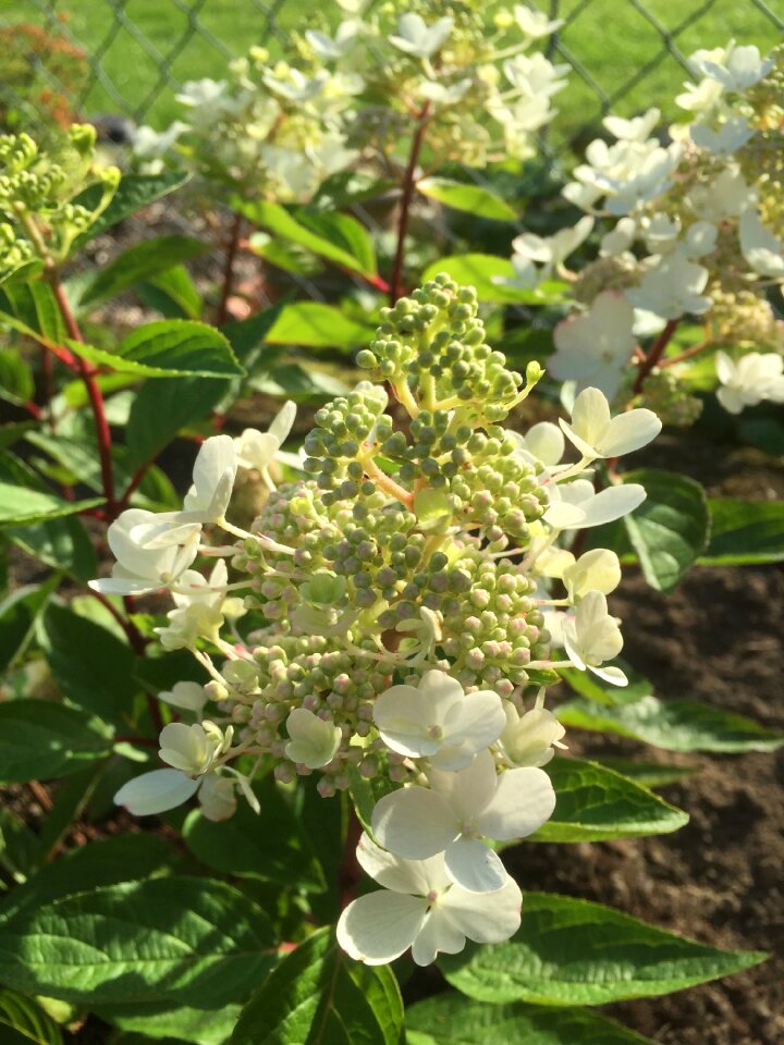 Garden summer hydrangea