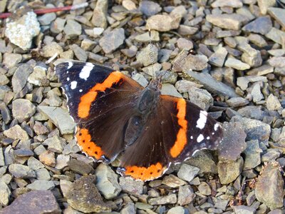 Vanessa atalanta detail beauty