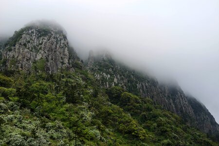Mountain forest fog