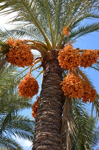 Palm fruits plant frond photo