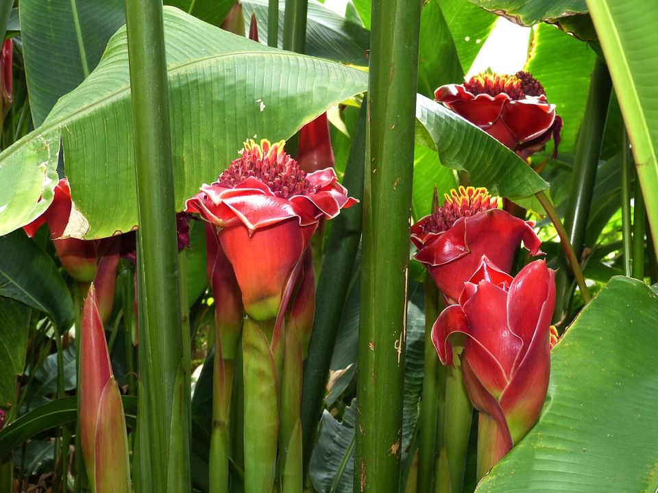 Plant winter garden new zealand