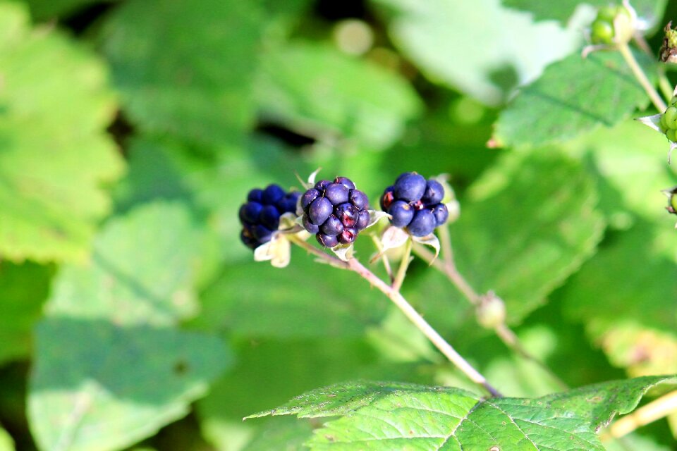 Berry nature sunny