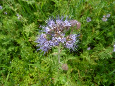 Tufted flower phacelia tender