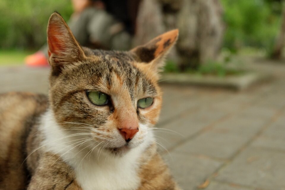 Pets animal domestic