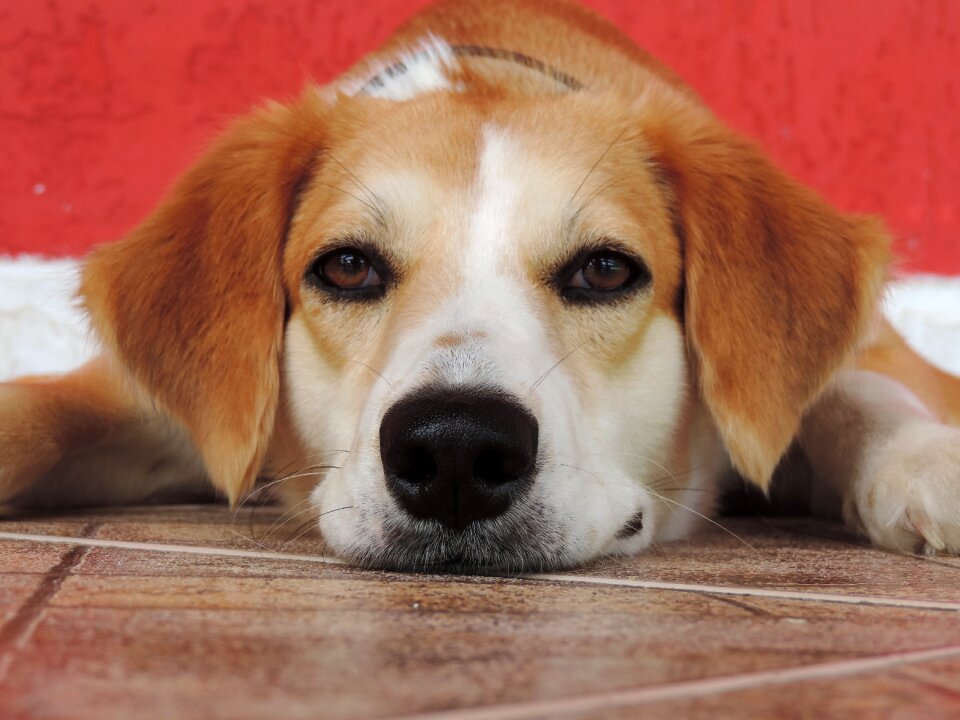 Canine animals animal