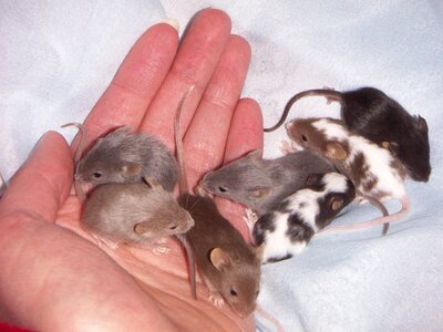 Animals the hand animal