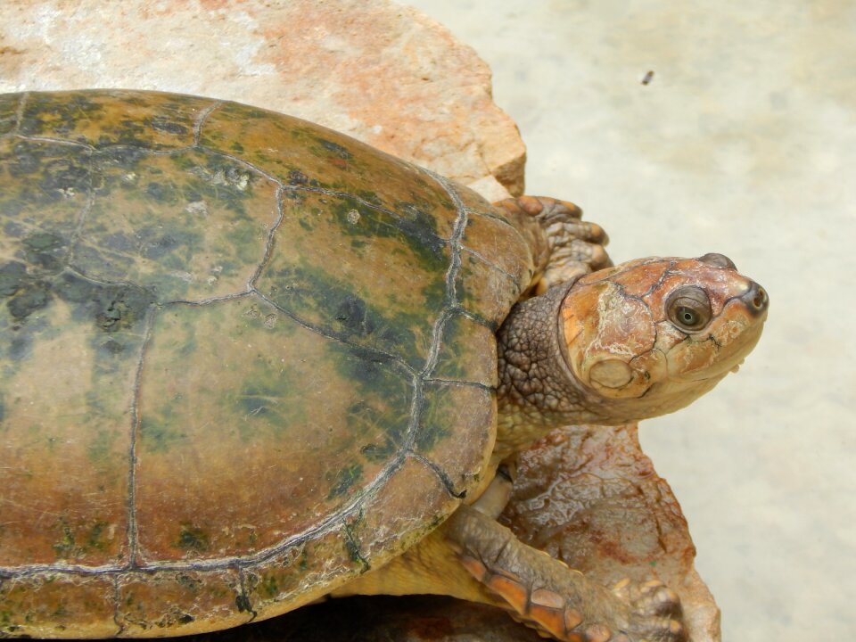 Natural animal