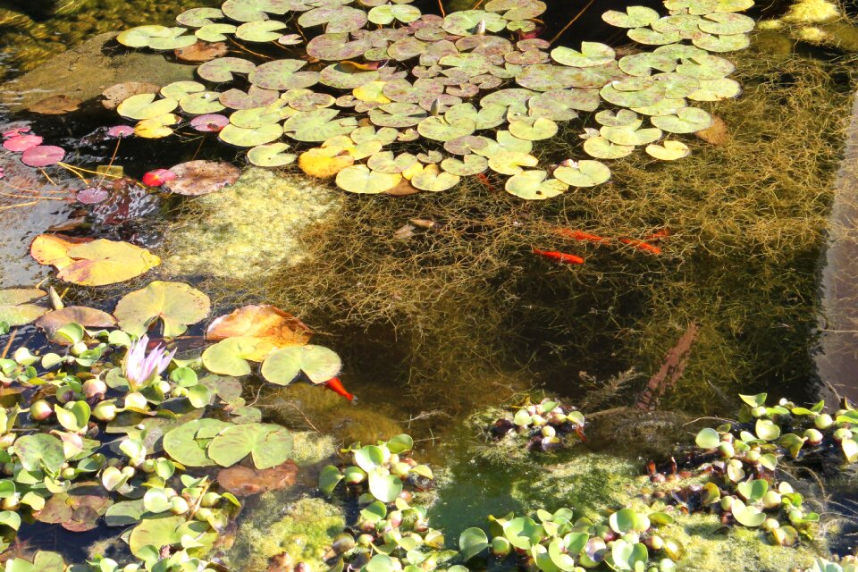 Reflection green lily