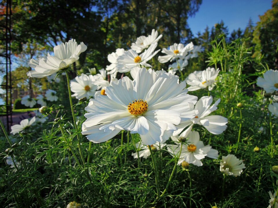 Plant white flower white blossom
