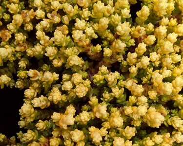 Succulent crassulacae flower carpet