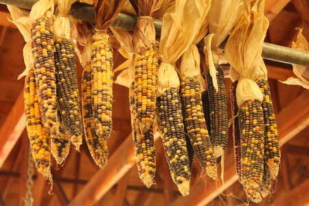 Indian fall harvest photo