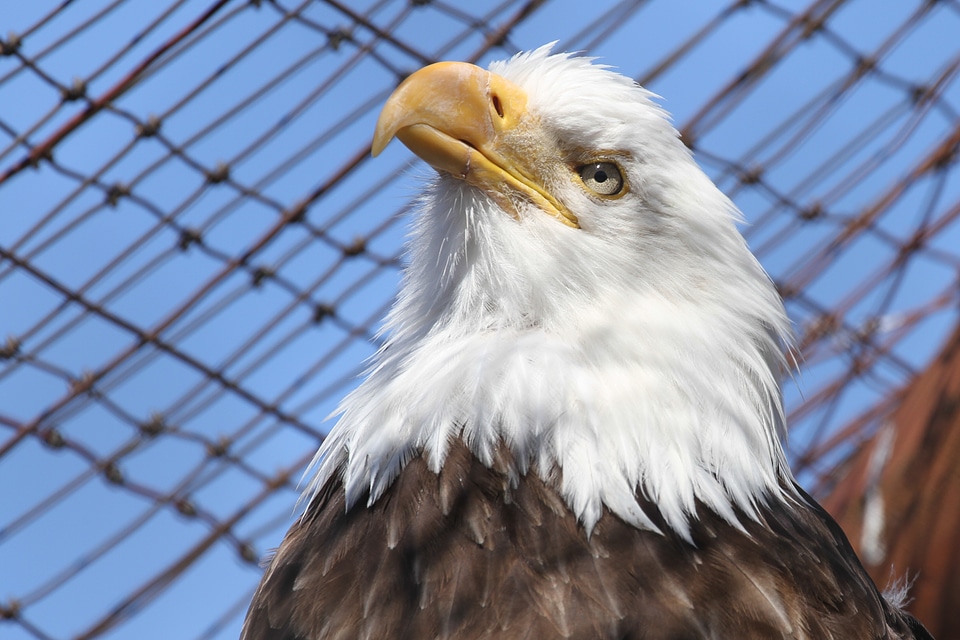 Bird of prey cage encaged