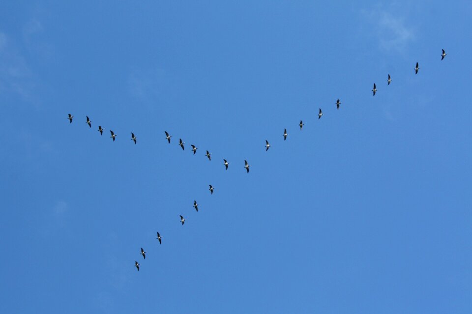 Bird flight nature sky