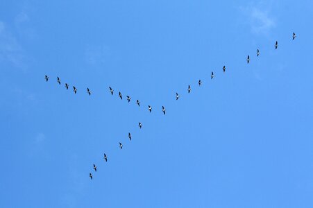 Bird flight nature sky