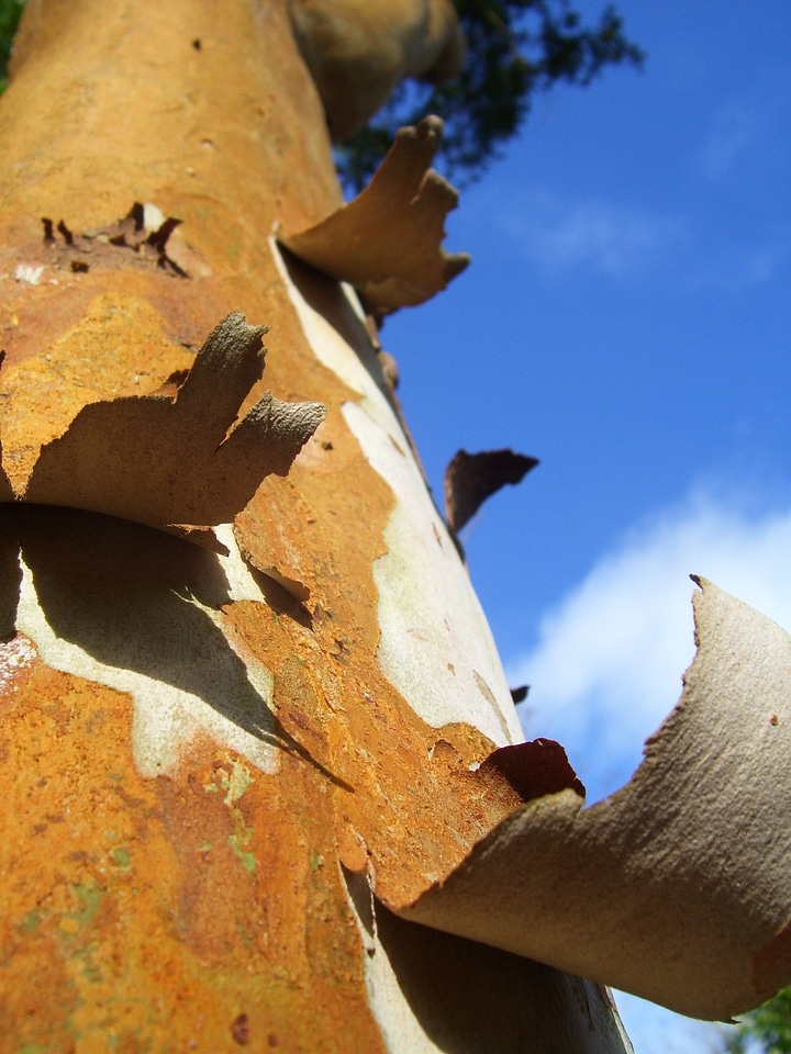 Nature trunk natural