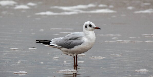 Sea seevogel birds