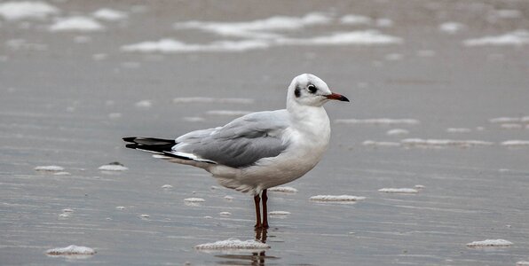 Sea seevogel birds photo