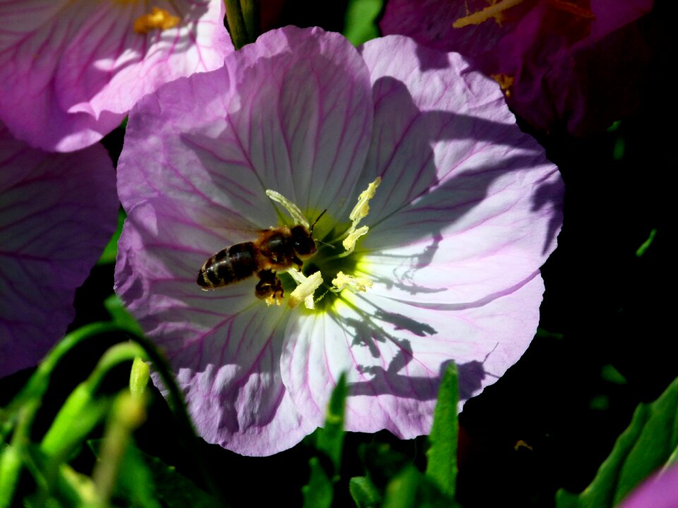 Nature bee macro
