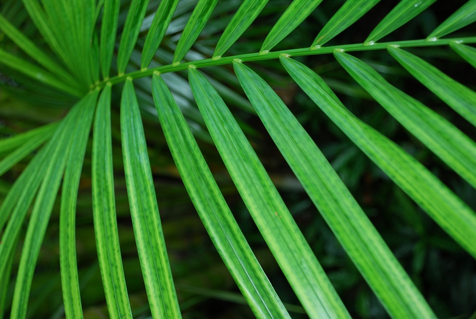Natural botanical organic