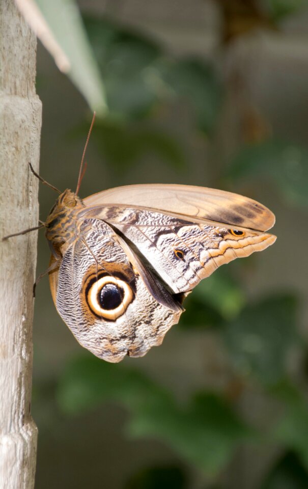 Lepidoptera wildlife wing