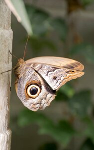 Lepidoptera wildlife wing photo