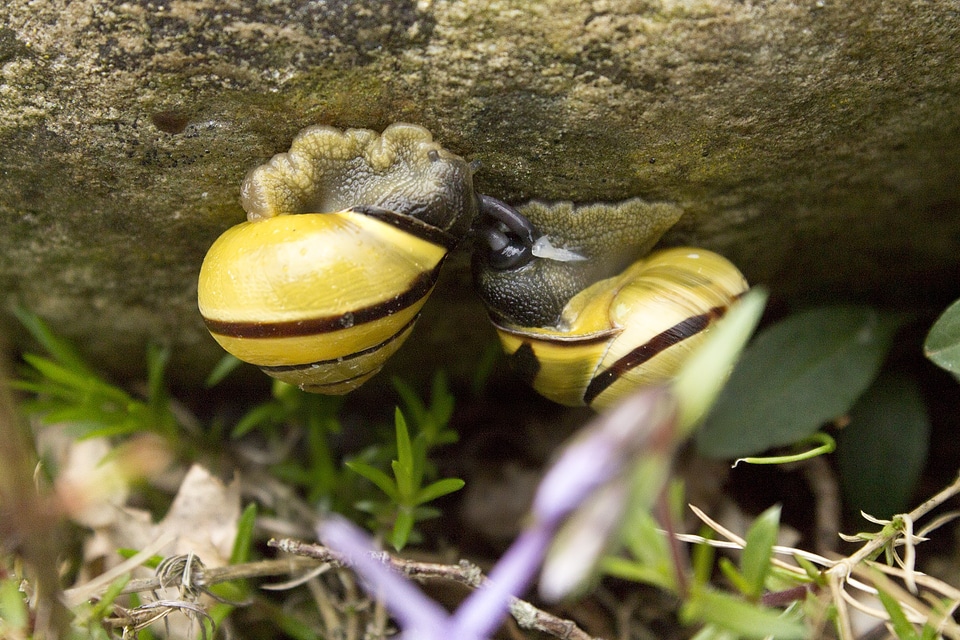 Amphibians reproduction naturnnahaufnahme