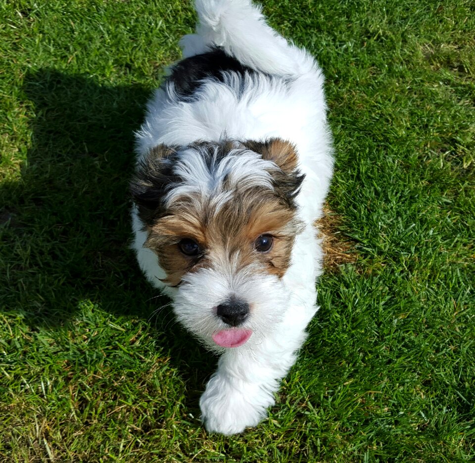 Biewer yorkshire dog animal