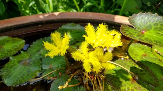 Flowers aquatic plants water lilies