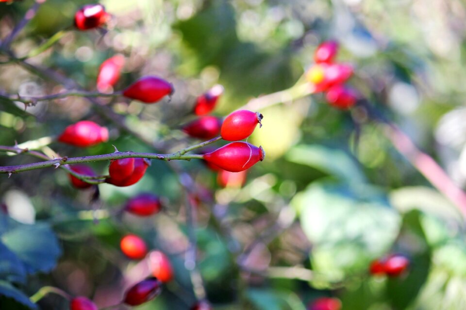 Autumn red berries shrub