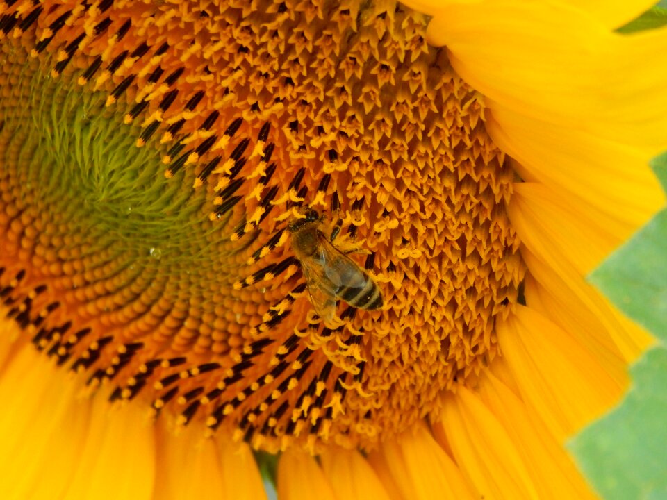 Macro nature yellow