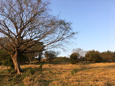 Sunset against light twigs photo