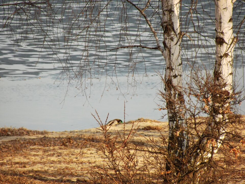 Nature lagoon birch