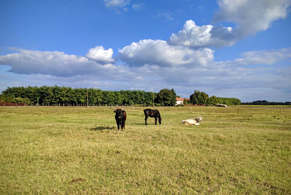 Sky cow great plains
