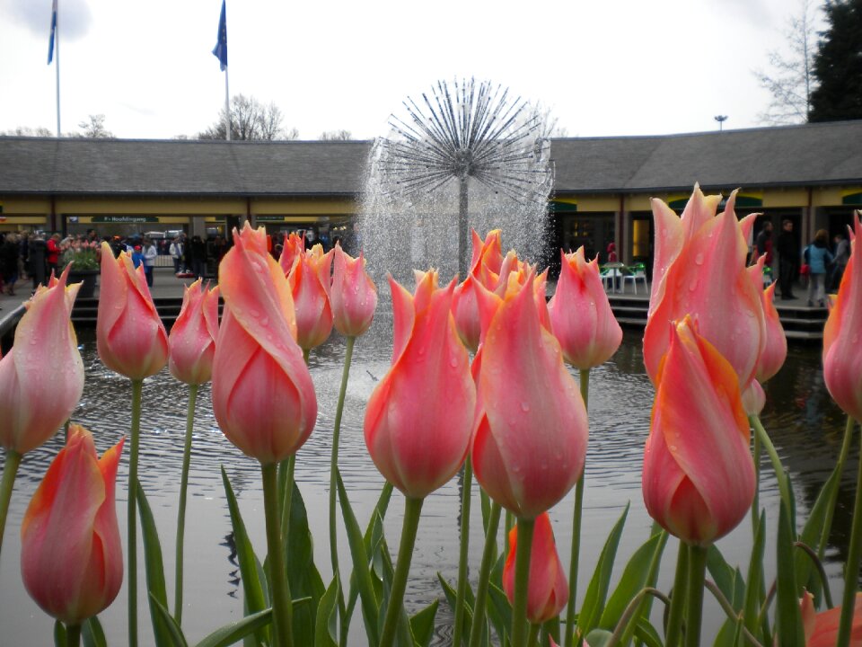 Blooming garden blossoming