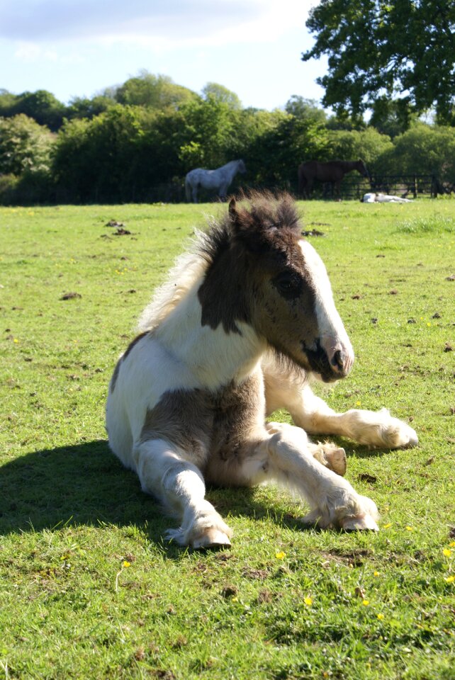 Animal pasture mammal
